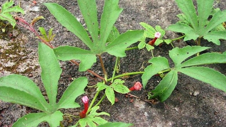 Cây dược liệu cây Qua lâu bao lớn - Trichosanthes bracteata