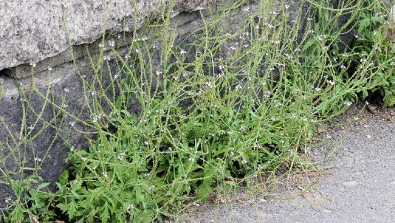 Cây dược liệu cây Cỏ roi ngựa - Verbena officinalis