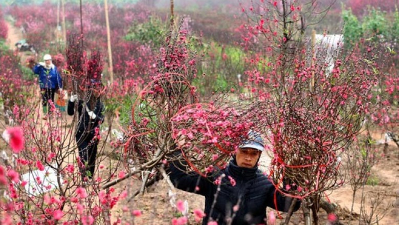 Tại sao lại chọn đào, quất bày trong nhà dịp Tết?