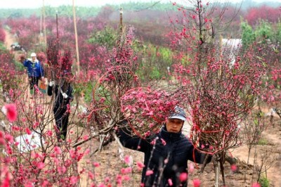 Tại sao lại chọn đào, quất bày trong nhà dịp Tết?