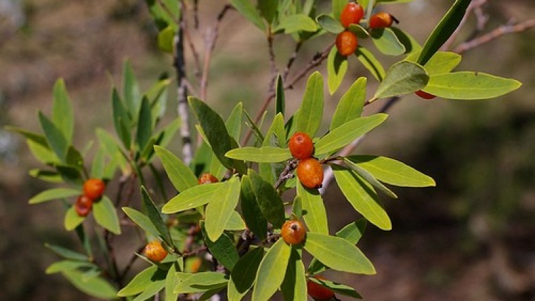 Cây dược liệu cây Niệt Dó - Wikstroemia Indica
