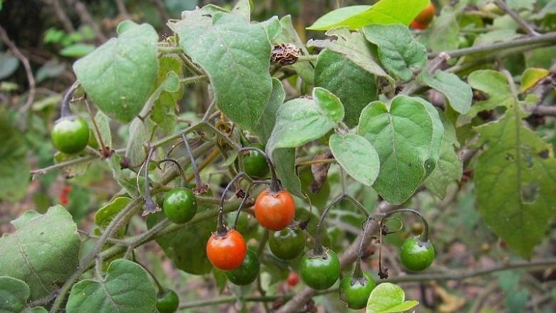 Cây dược liệu cây Cây Dây toàn, Cà Đắng Ngọt - Solanum Lyratum