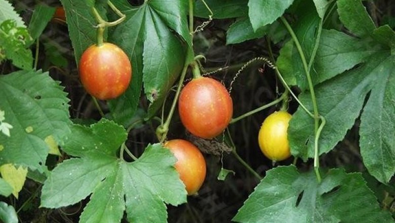 Cây dược liệu cây Qua lâu - Trichosanthes kirilowi