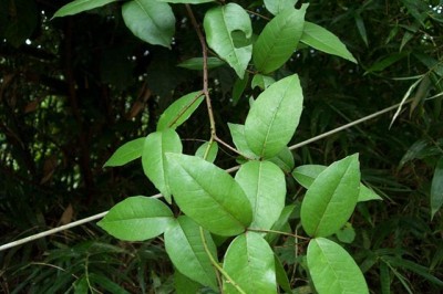 Cây dược liệu cây Xuyên Tiêu - Zanthoxylum Nitidum