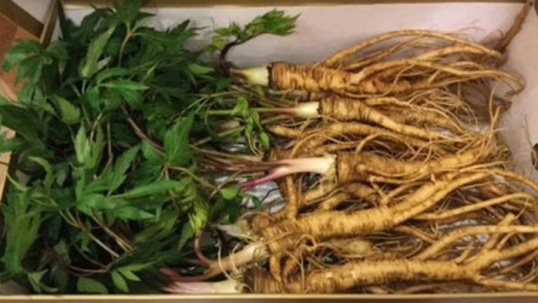 Cây dược liệu cây Đương quy -  Angelica Sinensis