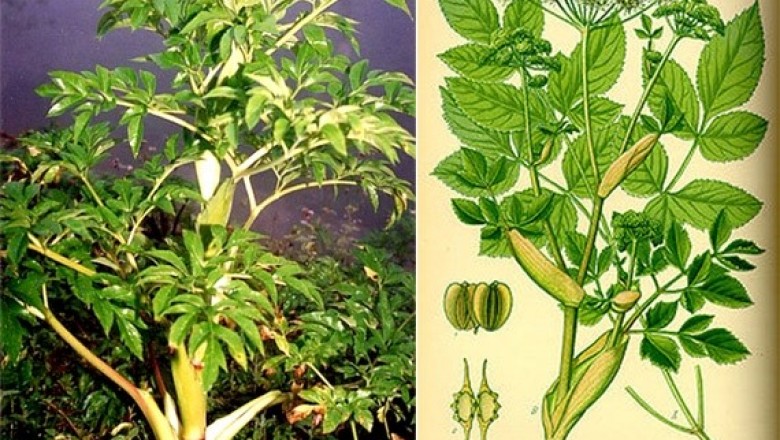 Cây dược liệu cây Bạch chỉ - Angelica dahurica