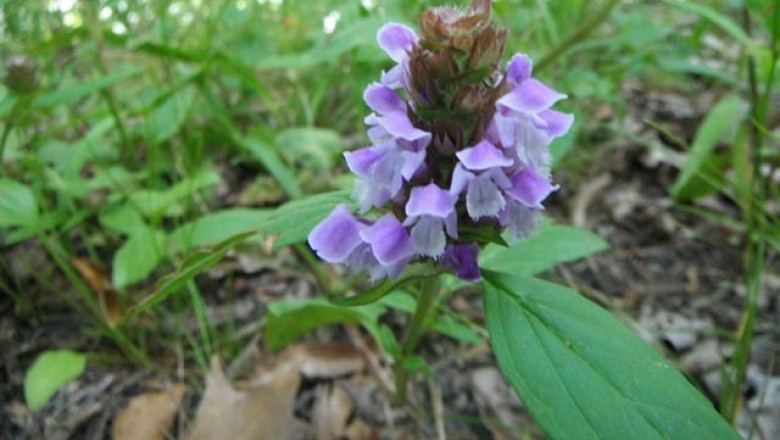 Cây dược liệu cây Hạ khô thảo - Prunella vulgaris