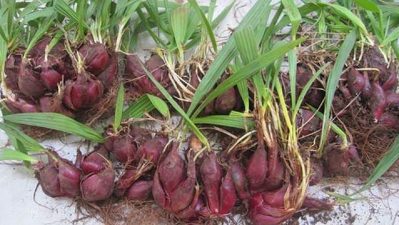 Cây dược liệu cây Sâm đại hành - Eleutherine bulbosa