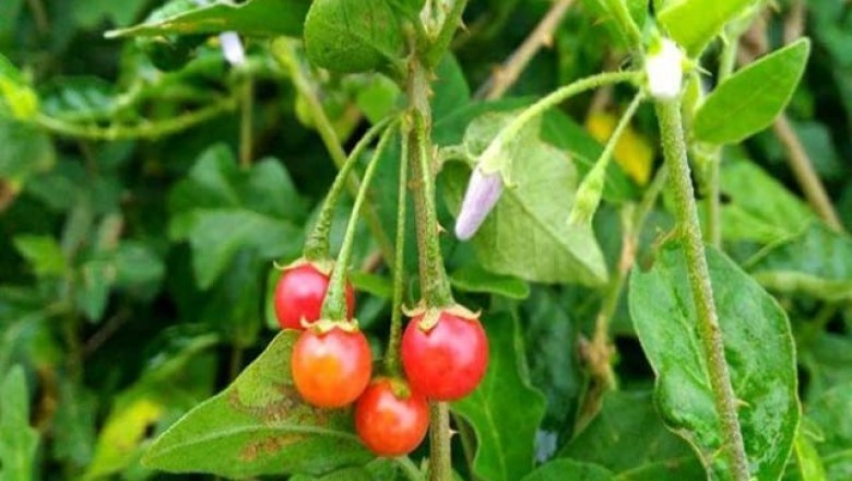 Cây dược liệu cây Cà gai leo - Solanum procumbens