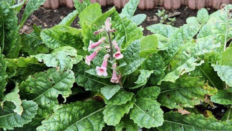 Cây dược liệu cây Địa hoàng -  Rehmannia glutinosa Libosch