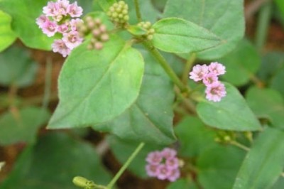 Cây dược liệu cây Sâm đất - Boerhavia Diffusa