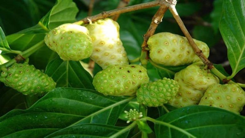 Cây dược liệu cây Nhàu -  Morinda citrifolia L