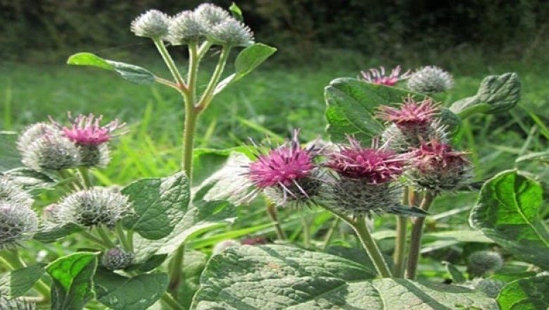 Cây dược liệu cây Ngưu bàng - Arctium lappa