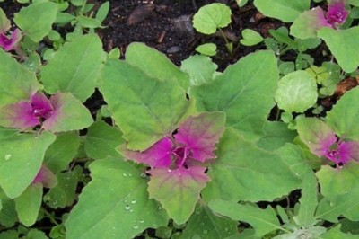 Cây dược liệu cây Rau muối - Chenopodium album