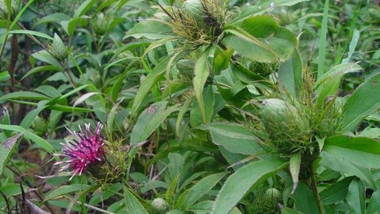 Cây dược liệu cây Bạch truật - Atractylodes macrocephala