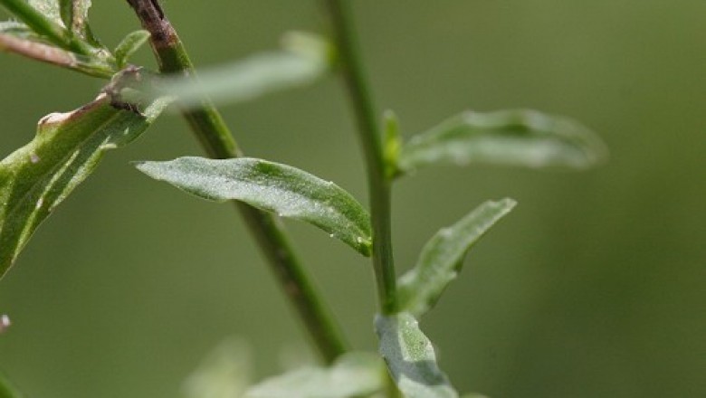 Cây dược liệu Cây Sâm Ruộng - Wahlenbergia Marginata