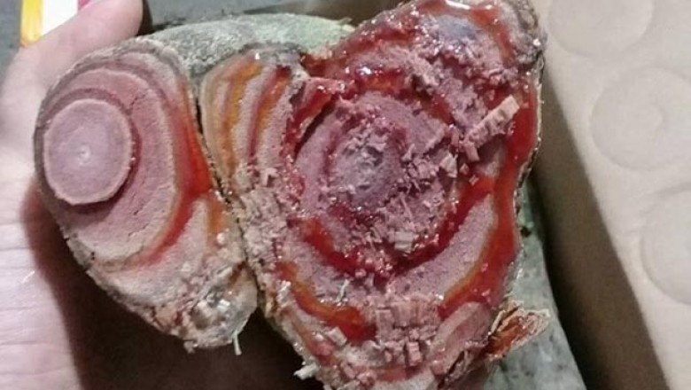Cây dược liệu cây Huyết rồng -  Spatholobus harmandii Gagnep