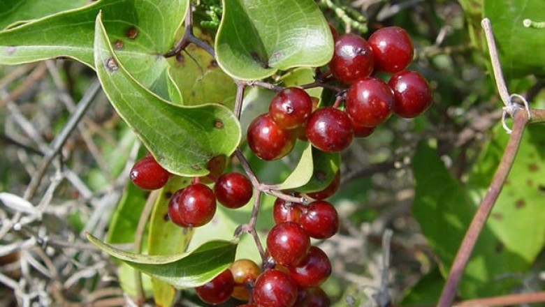 Cây dược liệu Cây Thổ Phục Linh - Smilax Glabra
