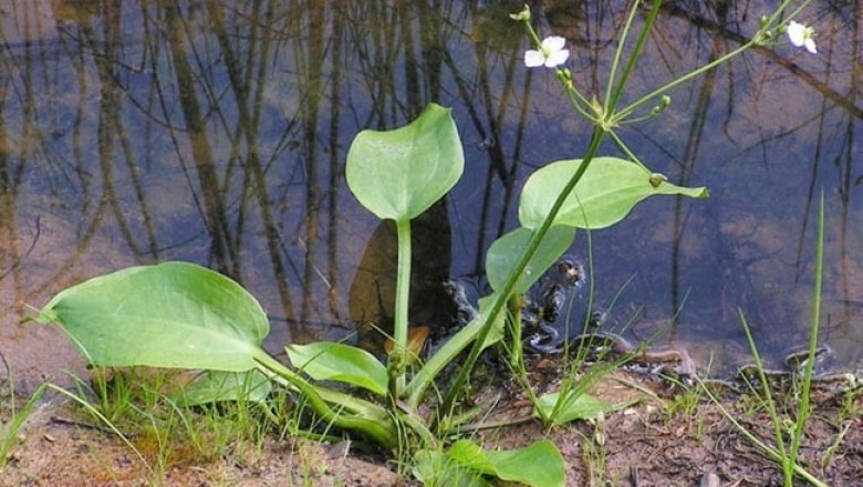 Cây dược liệu cây Trạch Tả - Alisma Plantago - Aquatica