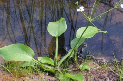 Cây dược liệu cây Trạch Tả - Alisma Plantago - Aquatica