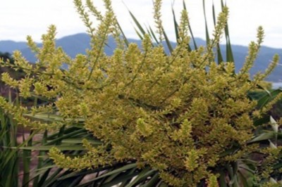 Cây dược liệu cây Huyết giác - Dracaena cambodiana