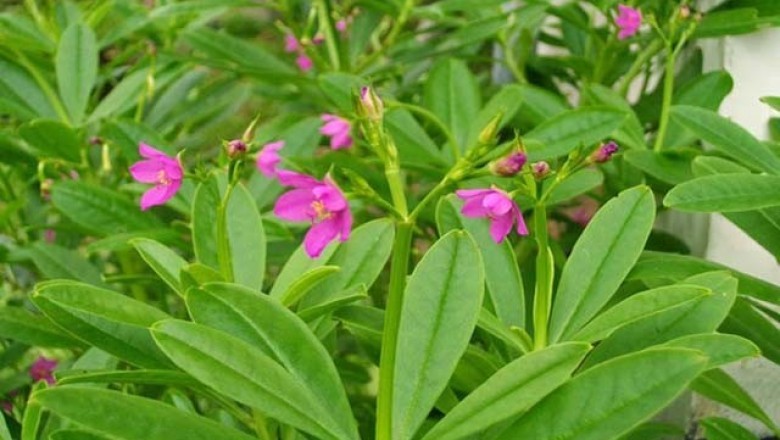 Cây dược liệu cây Thổ nhân sâm - Talinum patens
