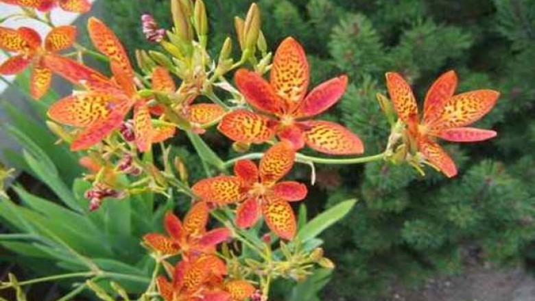 Cây dược liệu cây Rẻ quạt, Xạ can - Belamcanda chinensis
