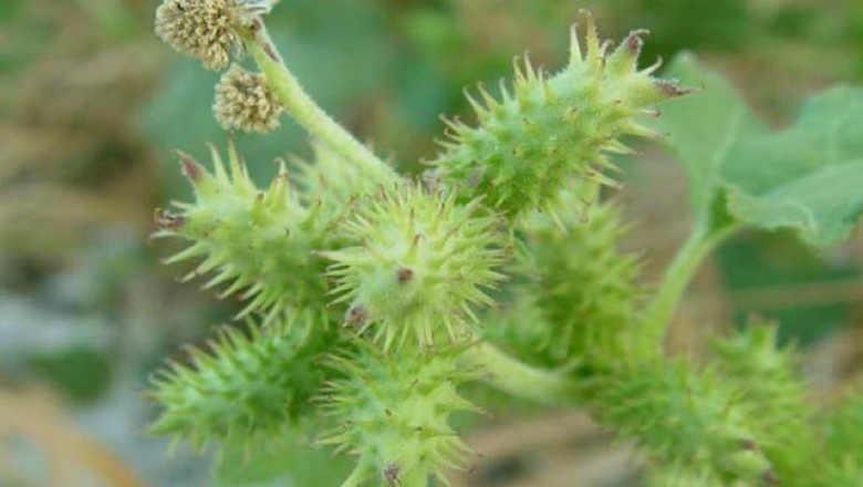 Cây dược liệu cây Ké đầu ngựa - Xanthium strumarium