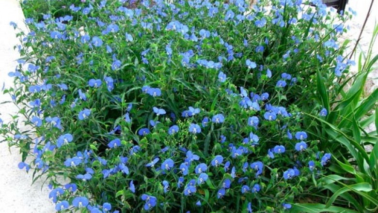 Cây dược liệu Cây Thài Lài - Commelina communis L