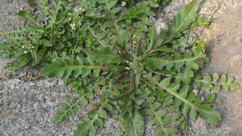 Cây dược liệu cây Tề thái - Capsella Bursa Pastoris