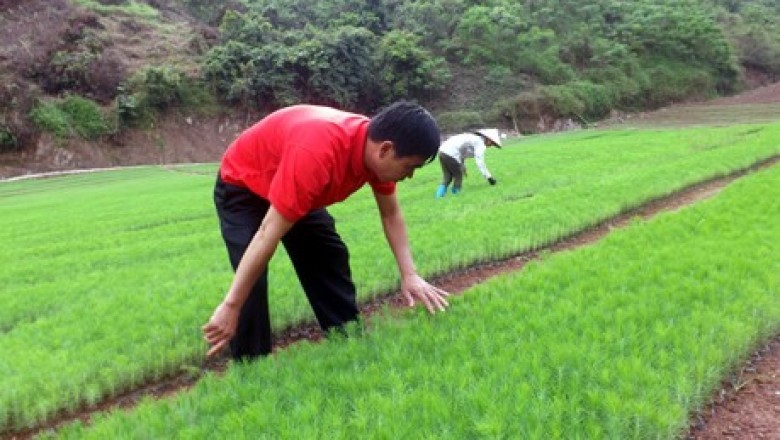 Đề án Phát triển vùng trồng cây Dược liệu giai đoạn 2016-2020 tại Lạng Sơn