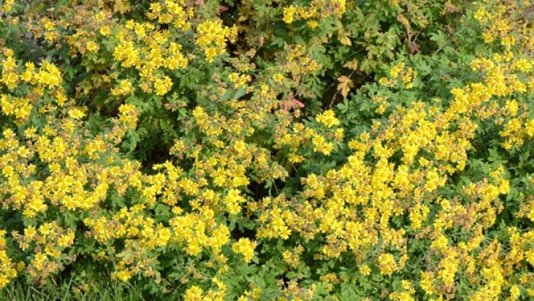 Cây dược liệu Cây Cúc Hoa Vàng - Chrysanthemum Indicum L