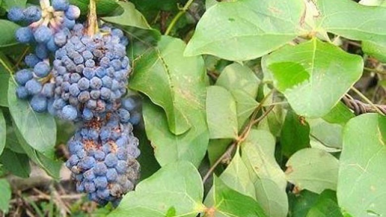 Cây dược liệu cây Huyết Đằng - Sargentodoxa Cuneata