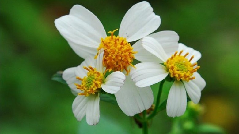 Cây dược liệu cây Đơn kim - Bidens pilosa
