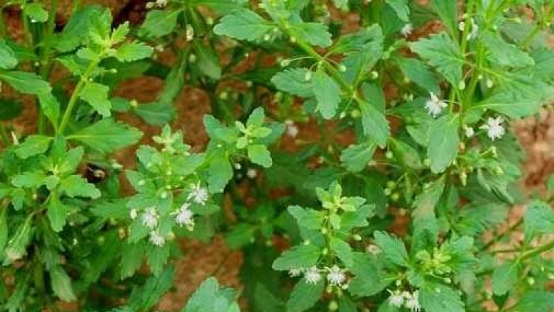 Tác dụng chữa bệnh của Cây Cam Thảo Đất