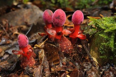 Cây dược liệu cây Dó đất - Balanophora fungosa