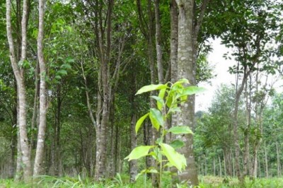 Cây dược liệu Cây dó bầu - Aquilaria crassna