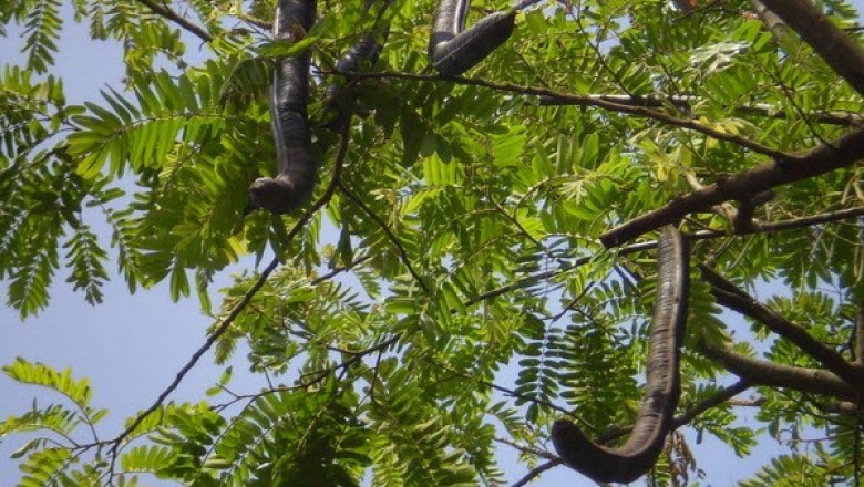 Cây dược liệu cây Ô môi - Cassia grandis L