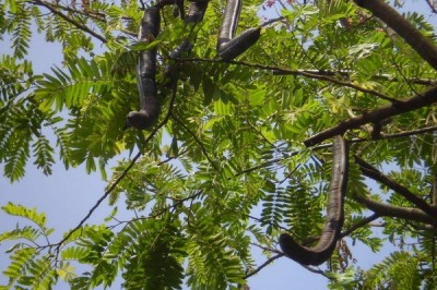 Cây dược liệu cây Ô môi - Cassia grandis L