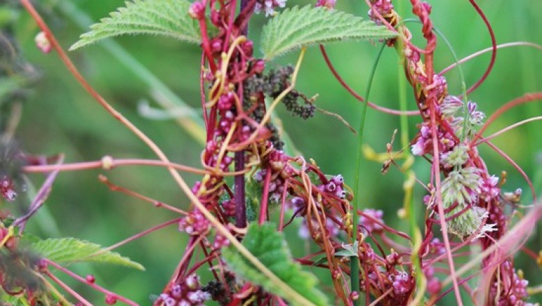 Cây dược liệu Cây Thỏ ty tử, Tơ hồng -  Cuscuta sinensis Lamk