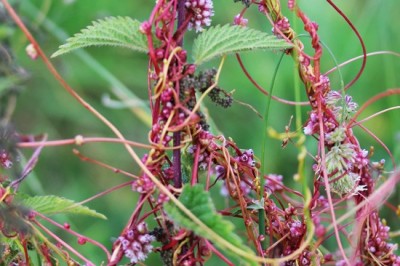 Cây dược liệu Cây Thỏ ty tử, Tơ hồng -  Cuscuta sinensis Lamk