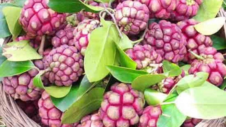Cây dược liệu Cây Na Rừng - Kadsura Coccinea