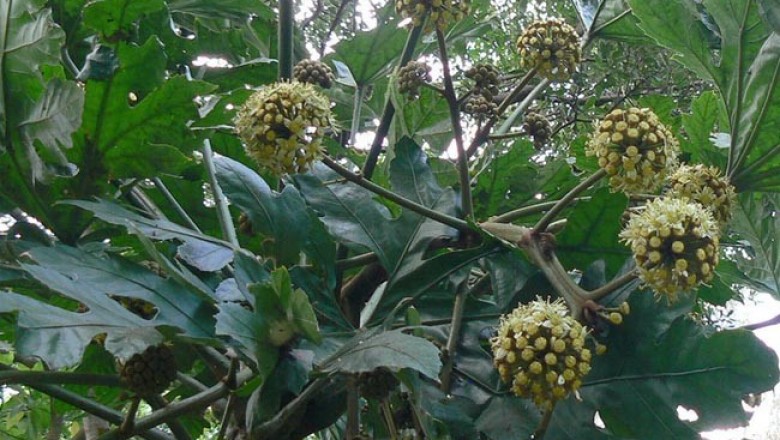 Cây dược liệu Cây Đu Đủ Rừng - Trevesia Palmata