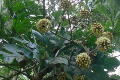 Cây dược liệu Cây Đu Đủ Rừng - Trevesia Palmata