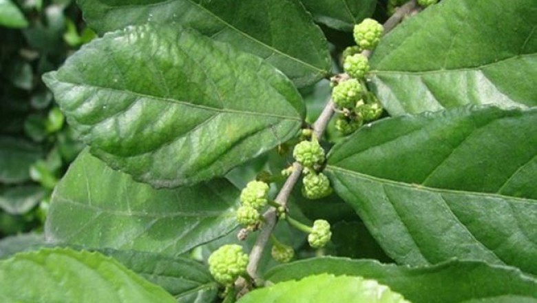 Cây dược liệu cây Duối rừng - Streblus indica
