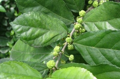Cây dược liệu cây Duối rừng - Streblus indica