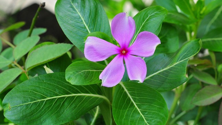 Cây dược liệu cây Dừa cạn - Cantharanthus roseus
