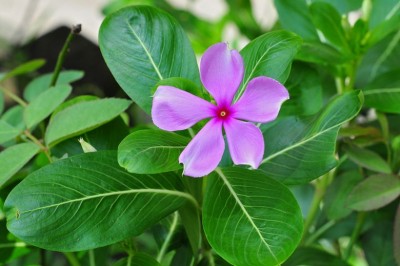 Cây dược liệu cây Dừa cạn - Cantharanthus roseus