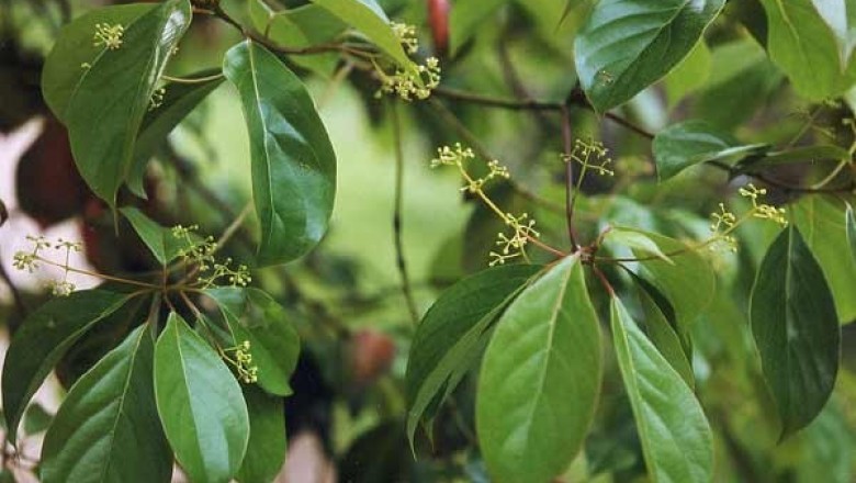 Cây dược liệu Cây Vù Hương - Cinnamomum Parthenoxylon