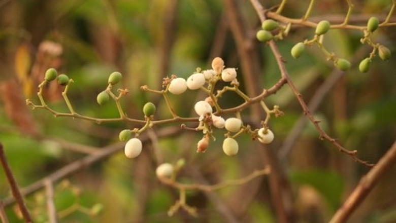 Cây dược liệu Cây Táo Nhám - Ziziphus Rugosa